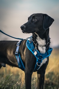 black short coat medium sized dog with blue and white scarf
