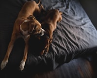 two brown short-coated dogs laying on bed