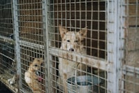 two short-coated brown and white dog on the cage