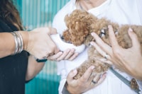 person carrying and feeding brown toy poodle